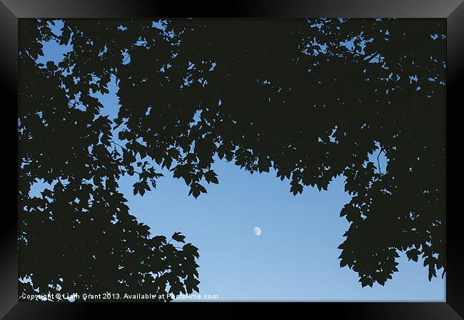 Moon in sky framed with Sycamore tree leaves. Norf Framed Print by Liam Grant