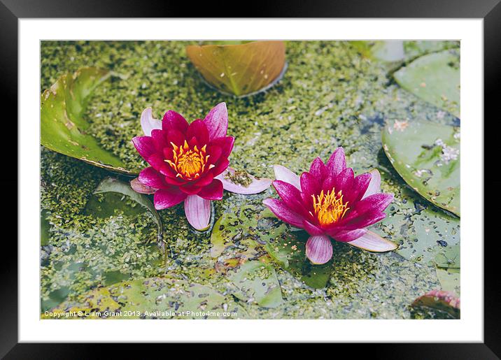 Red Water-lily (Nymphaea James Brydon). Framed Mounted Print by Liam Grant