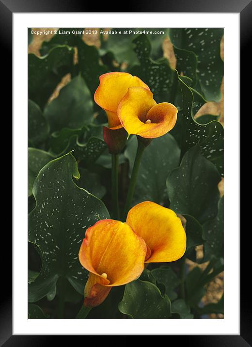 Sunrise Calla Lily. Framed Mounted Print by Liam Grant
