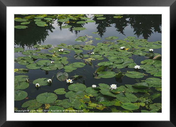 White Water-lily (Nymphaea alba) growing on a lake Framed Mounted Print by Liam Grant