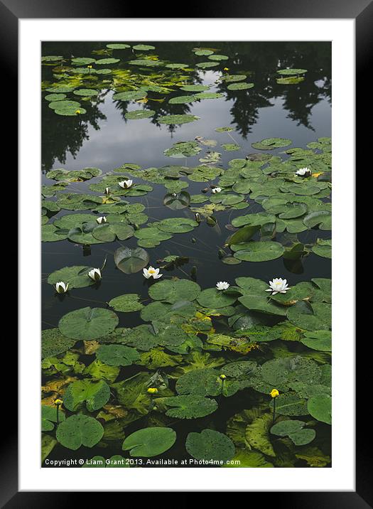 Yellow Water-lily (Nuphar lutea) and White Water-l Framed Mounted Print by Liam Grant