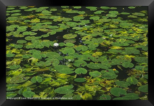 Yellow Water-lily (Nuphar lutea) and White Water-l Framed Print by Liam Grant