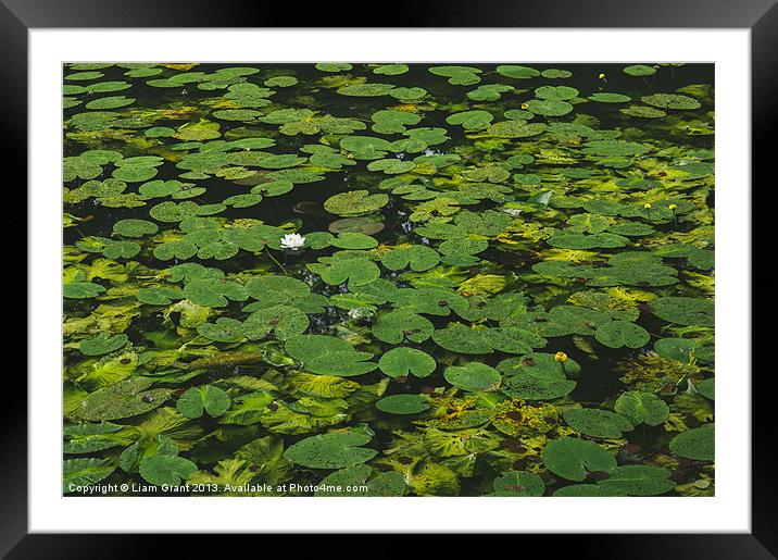 Yellow Water-lily (Nuphar lutea) and White Water-l Framed Mounted Print by Liam Grant