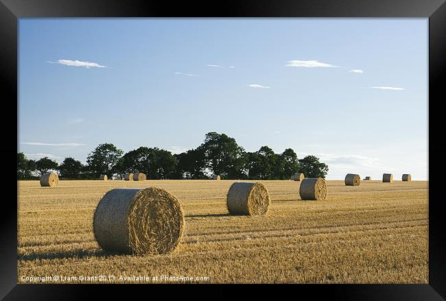 Evening light over round bales of straw in a recen Framed Print by Liam Grant
