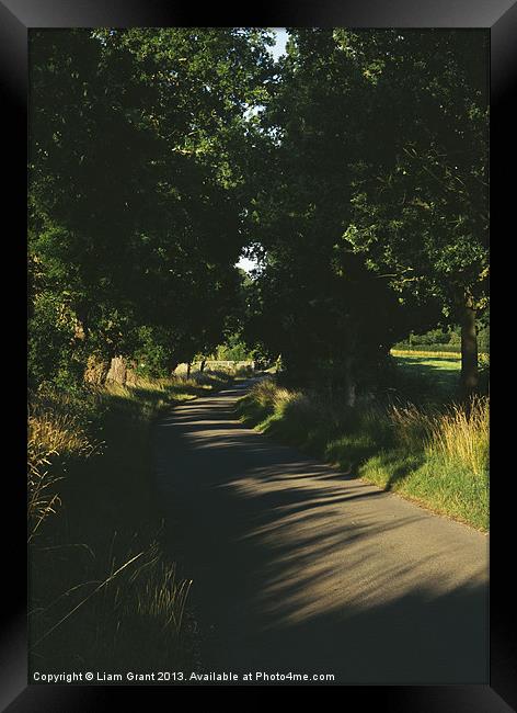 Evening light on a small country road lined with O Framed Print by Liam Grant