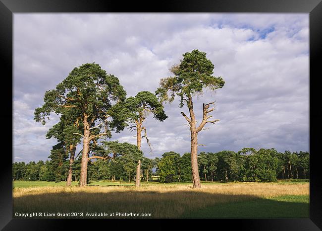Evening light on Scots Pine trees (Pinus sylvestri Framed Print by Liam Grant