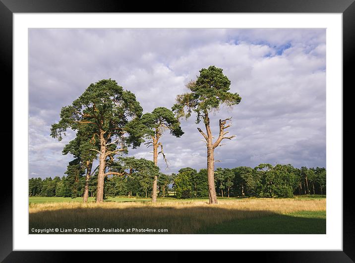 Evening light on Scots Pine trees (Pinus sylvestri Framed Mounted Print by Liam Grant