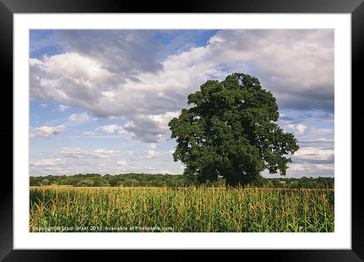 Evening light over Oak tree and field of Maize. Framed Mounted Print by Liam Grant