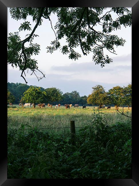 Late evening, cattle grazing on rural farmland. Framed Print by Liam Grant