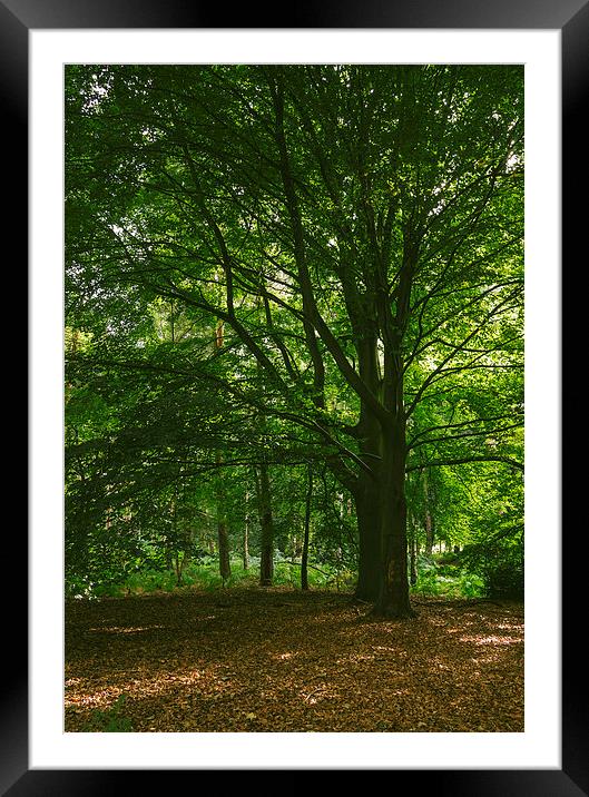 Beach trees in deciduous woodland. Framed Mounted Print by Liam Grant