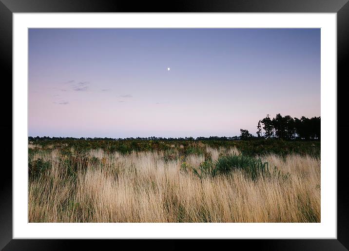 Moon and twilight sky over open area of felled for Framed Mounted Print by Liam Grant