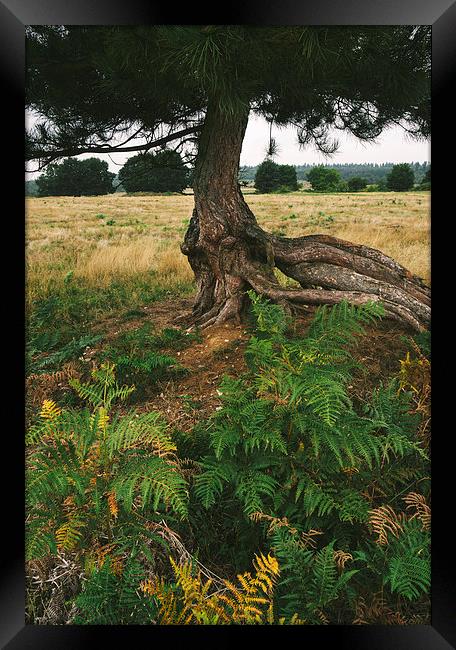 Pine tree with an exposed and twisted trunk. Framed Print by Liam Grant