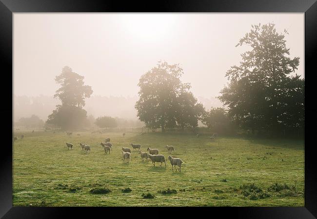 Sunrise burning through heavy fog over field of gr Framed Print by Liam Grant