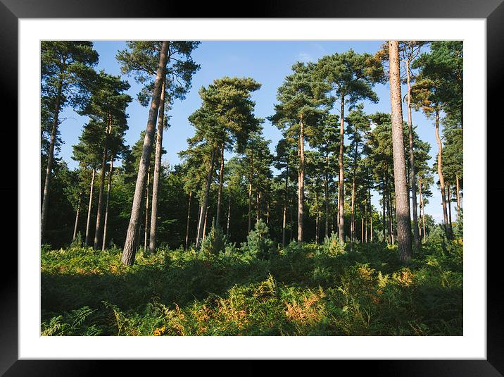 Sunlight through forest of Pine trees (Pinus sylve Framed Mounted Print by Liam Grant