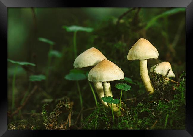 Fungus Sulphur Tuft (Hypholoma fasciculare). Framed Print by Liam Grant