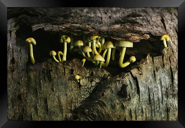 Fungus Sulphur Tuft growing under tree bark. Framed Print by Liam Grant