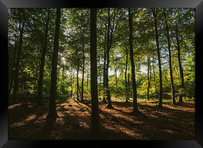 Sunlight through autumnal Beech tree woodland. Framed Print by Liam Grant