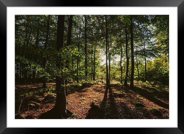 Sunlight through autumnal Beech tree woodland. Framed Mounted Print by Liam Grant