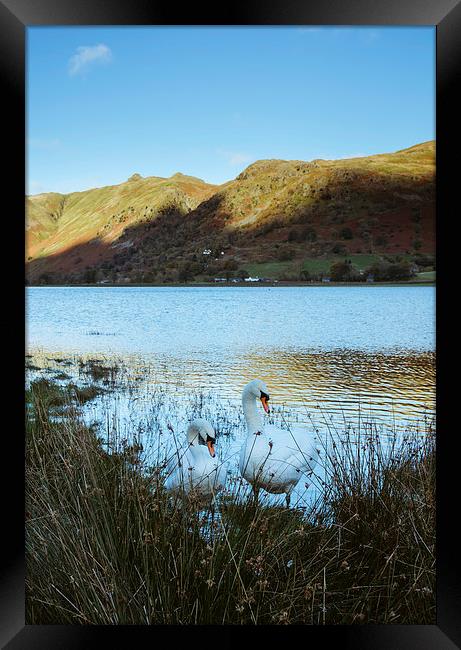 Swans on the shore of Brothers Water with Angletar Framed Print by Liam Grant