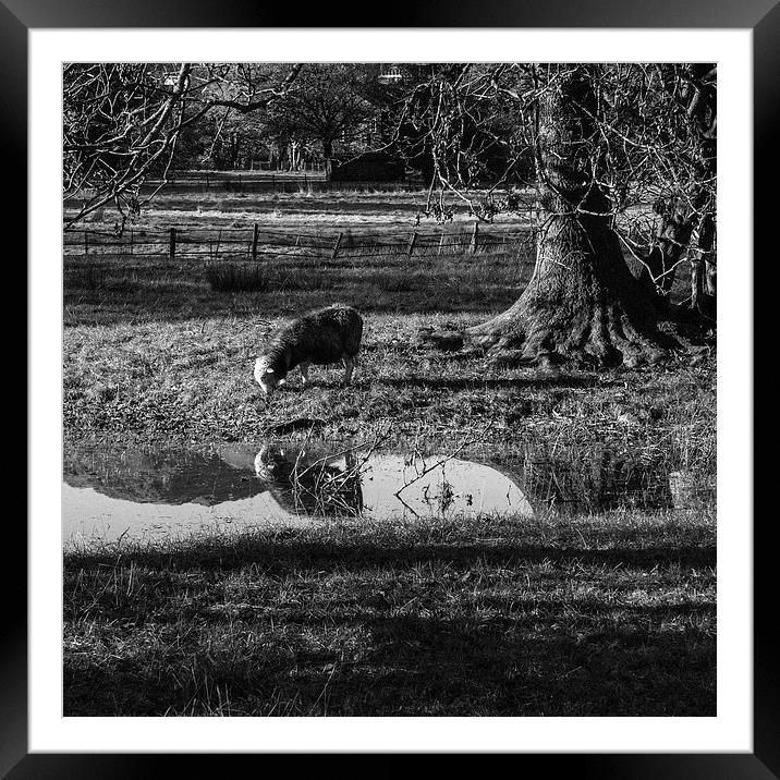 Herdwick sheep grazing in a flooded field. Framed Mounted Print by Liam Grant