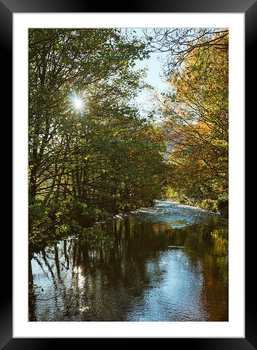 Sunlight through Sycamore trees along the River Ro Framed Mounted Print by Liam Grant