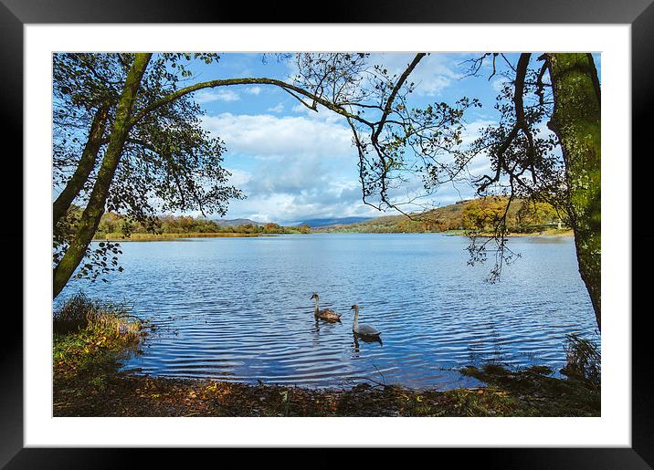 Swans on the shore of Esthwaite Water. Framed Mounted Print by Liam Grant