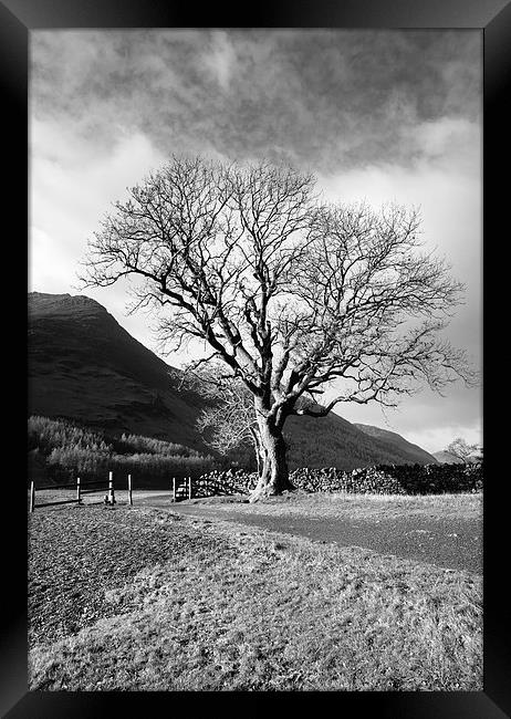 Sunlit tree on the shore of Buttermere. Framed Print by Liam Grant