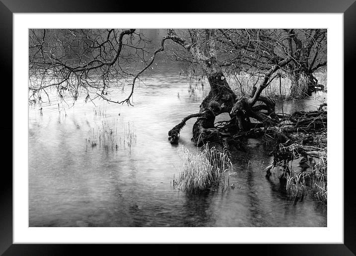 Exposed tree roots on the shore of Coniston Water. Framed Mounted Print by Liam Grant
