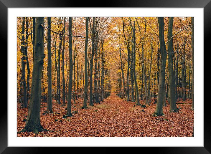 Dense Beech tree woodland in Autumn. Framed Mounted Print by Liam Grant