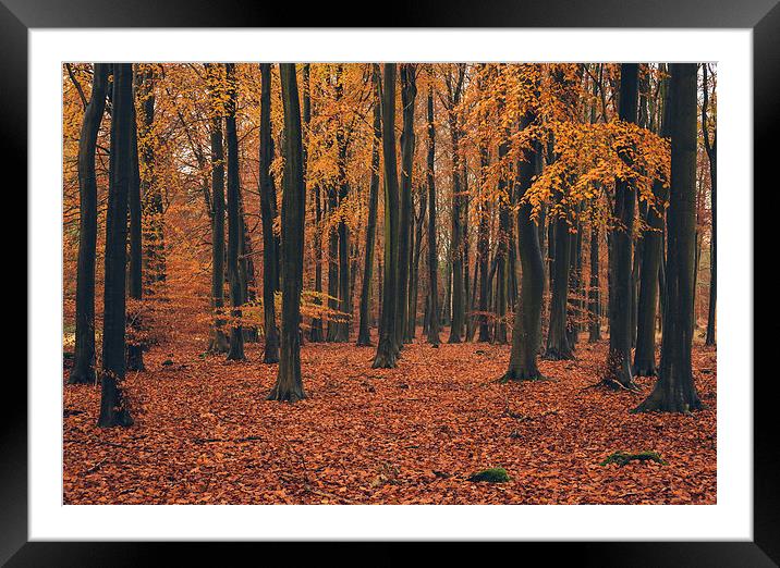 Dense Beech tree woodland in Autumn. Framed Mounted Print by Liam Grant