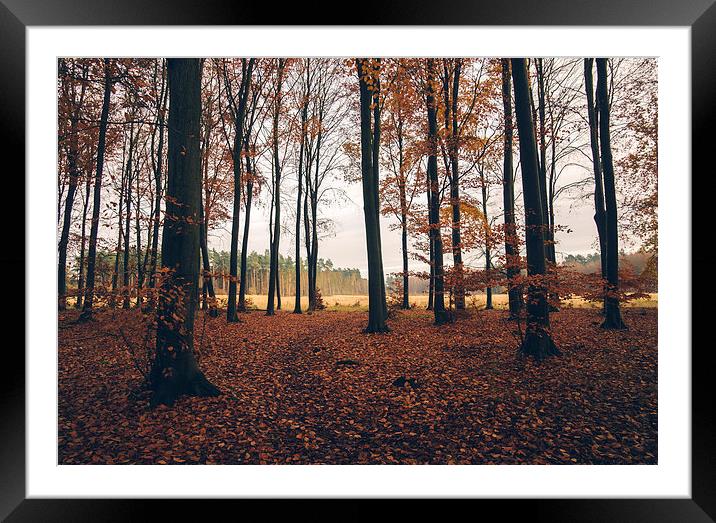 Dense Beech tree woodland in Autumn. Framed Mounted Print by Liam Grant