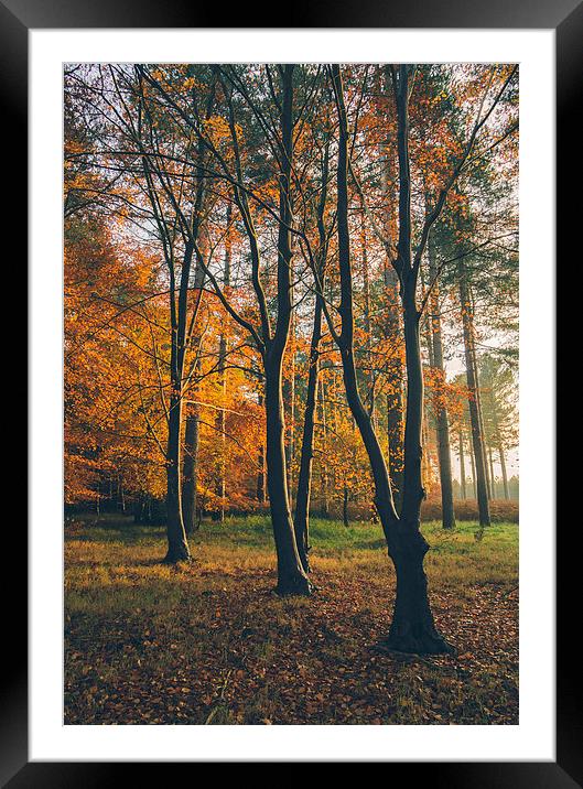 Sunlight through woodland of Autumnal Beech trees. Framed Mounted Print by Liam Grant
