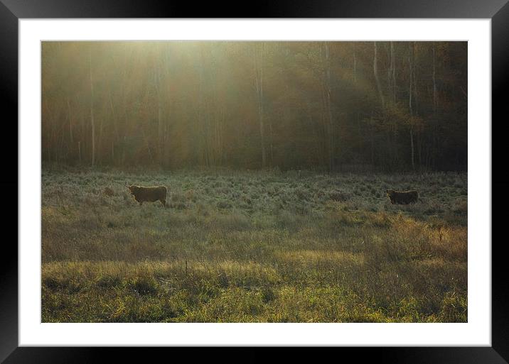 Highland cattle grazing in a field at sunset. Framed Mounted Print by Liam Grant