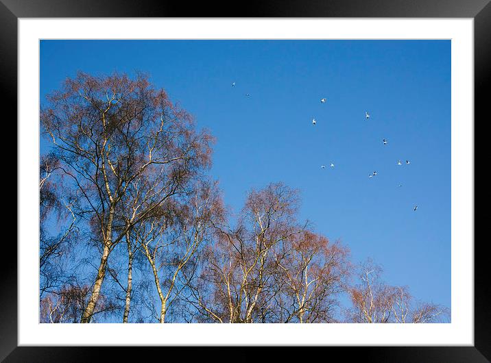Winter Birch trees and gulls flying against a blue Framed Mounted Print by Liam Grant