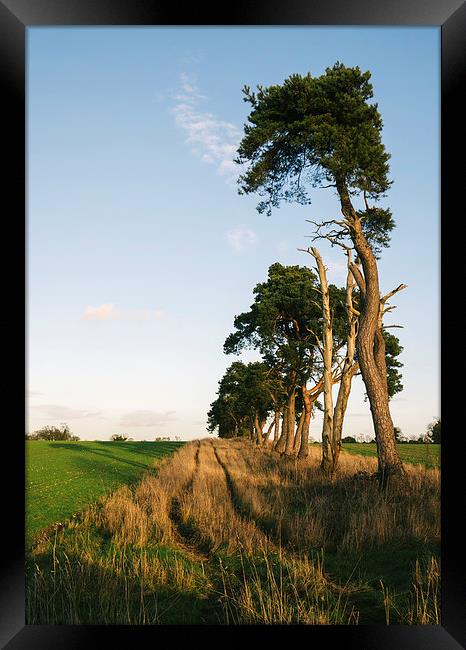Sunlit Pine trees line a green field below blue sk Framed Print by Liam Grant