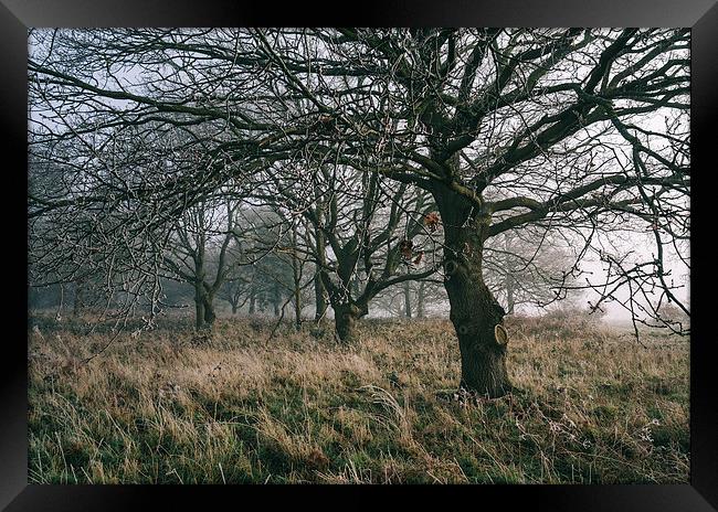 Morning frost and fog in deciduous woodland. Framed Print by Liam Grant