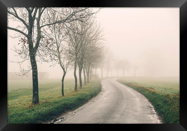 Row of trees beside remote country road in fog. Framed Print by Liam Grant