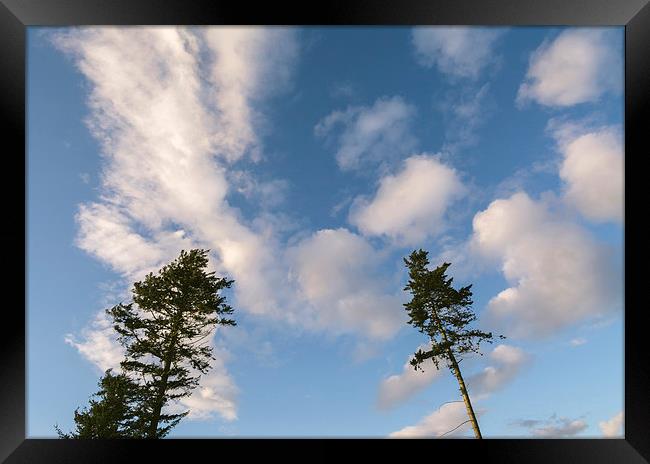Evening sky and Pine trees. Framed Print by Liam Grant