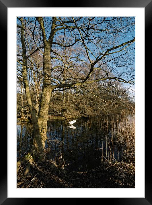 Swan on a lake guarding its nearby nest. Framed Mounted Print by Liam Grant