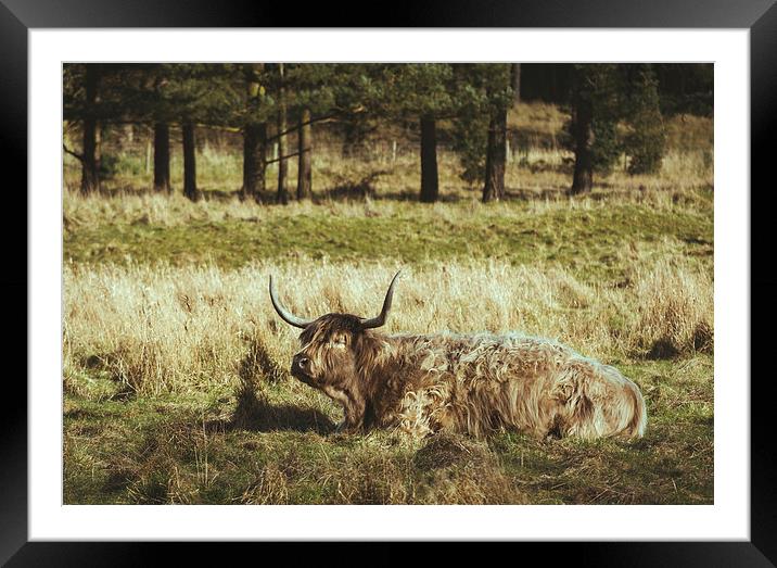 Highland cow laying in a field. Norfolk, UK. Framed Mounted Print by Liam Grant