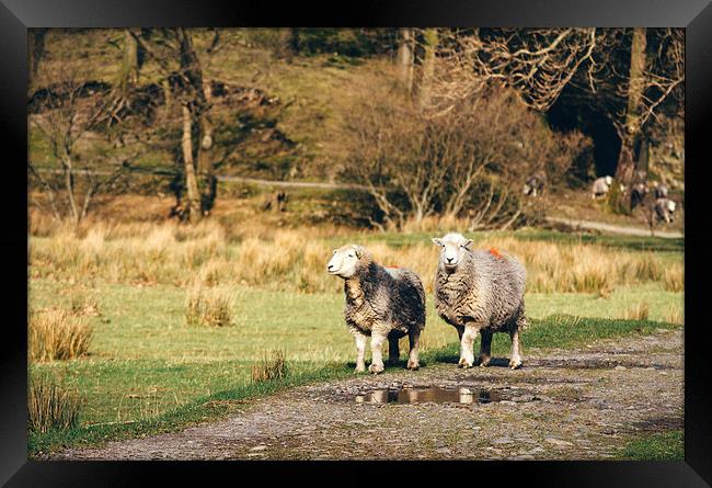 Herdwick sheep stood on footpath. Framed Print by Liam Grant