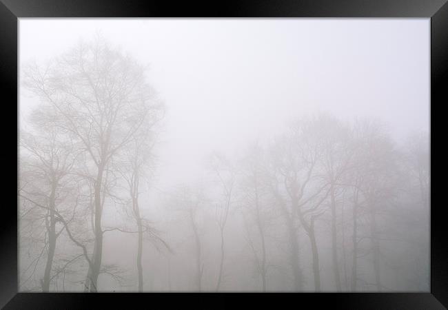 Early morning sun and trees in fog. Framed Print by Liam Grant