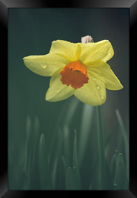 Wild Daffodil with orange center. Framed Print by Liam Grant