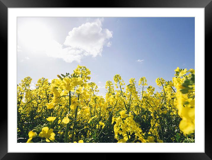 Field of Rapeseed (Canola) against sunlit blue sky Framed Mounted Print by Liam Grant