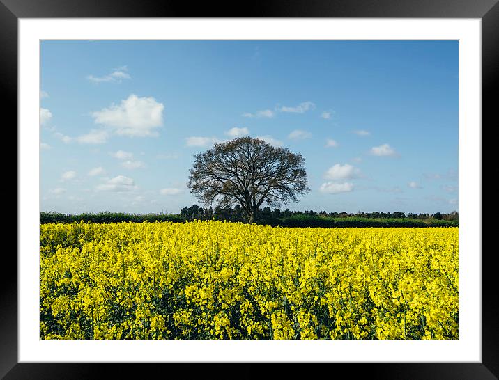 Field of Rapeseed (Canola) and tree against a sunl Framed Mounted Print by Liam Grant