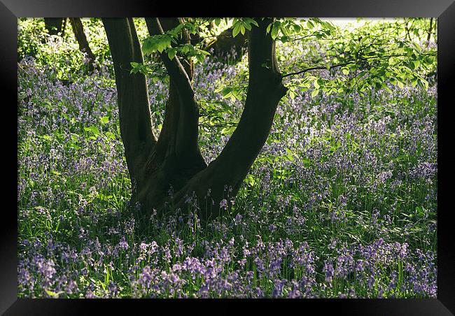 Wild Bluebells in ancient woodland. Framed Print by Liam Grant