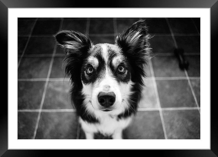 Tri-coloured border collie. Framed Mounted Print by Liam Grant