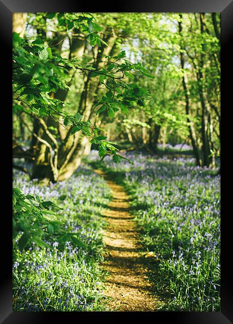 Path through wild Bluebells in ancient woodland. Framed Print by Liam Grant