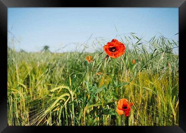 Poppies and Barley. Framed Print by Liam Grant