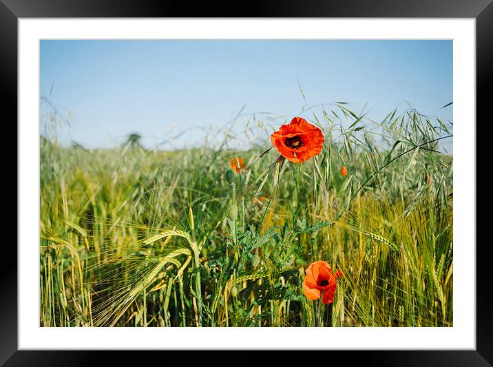 Poppies and Barley. Framed Mounted Print by Liam Grant